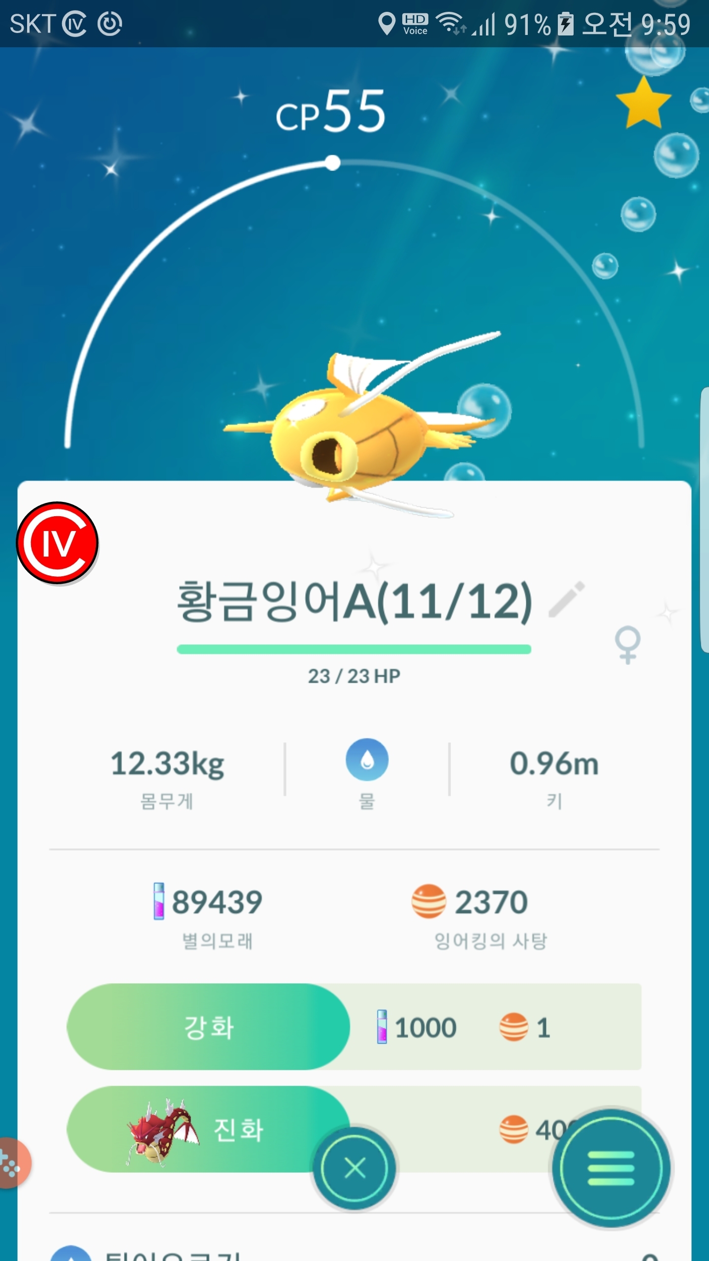 아침부터 황금잉어킹 포획
